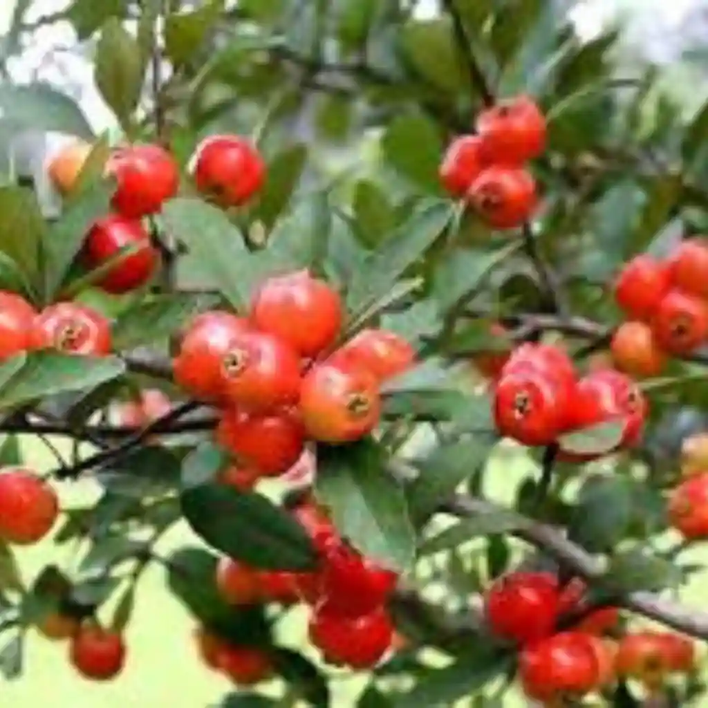 Serving ideas for mayhaw jelly on toast, biscuits, and cheese board