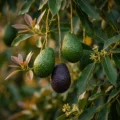 cold hardy avocado tree